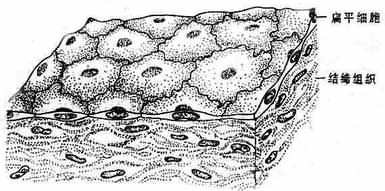 �����ƽ��Ƥ