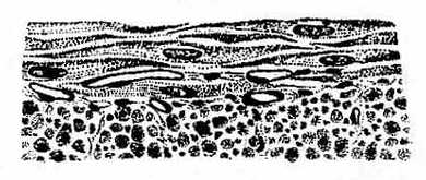 ƽ������֯