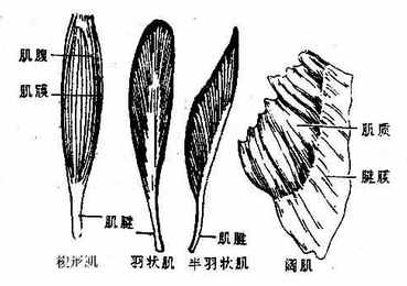 ������̬