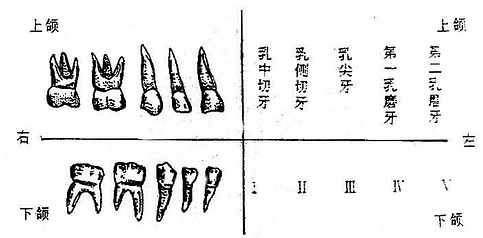 ��������̬������