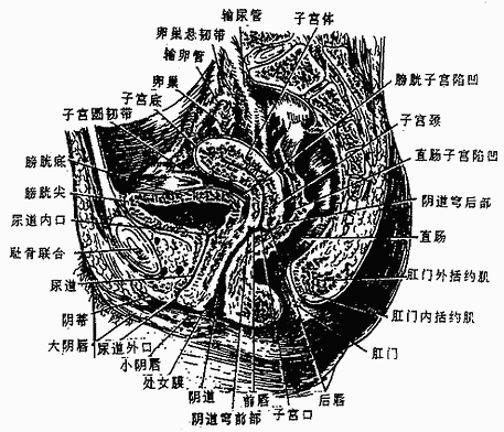 Ů����ǻ����ʸ״���棨�ң�