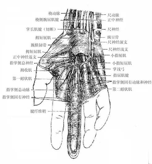 �������ṹ