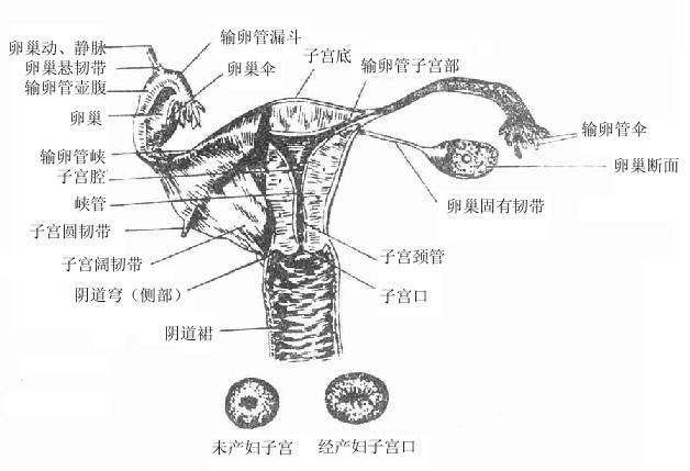 Ů������ֳ����ǰ�棩