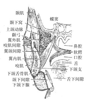 �沿�ļ�϶���Ҳࡢ��״���棩