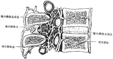 ׵��ʸ��ʾ׵������