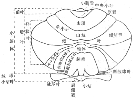 �鳤�ද��С�Է�Ҷƽչʾ��ͼ