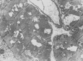 ���������ͣ������ͣ����ݱ䣨�ļ�ȱ����