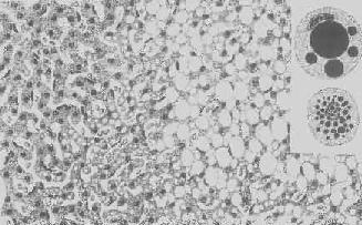 ��ϸ��֬������