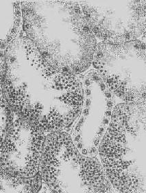 ������С����Ƥϸ��������С�α�