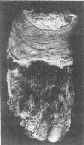 ����Ի���