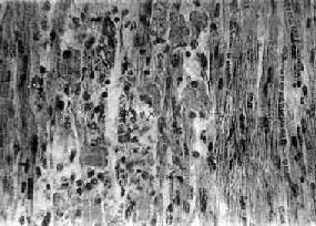 �׺����ļ���