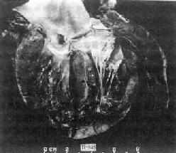 �ط��Ծ�ϸ�����ļ���