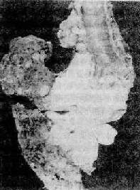 ����֧���������ͷ�<a href=