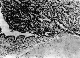 �θ߷ֻ���<a href=