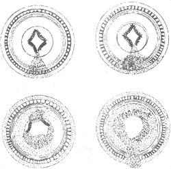 ���Է���֯����