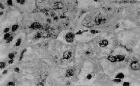 ���Բ����Ը���