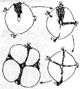 �����Ը�Ӳ���СҶ�γɹ���ʾ��ͼ