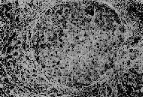 �����Ը�Ӳ��