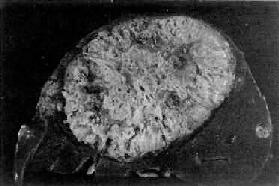 ԭ���Ը�<a href=