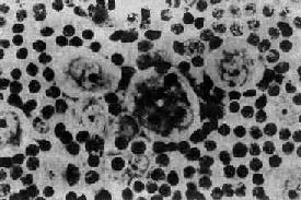 �νܽ�ʾ����ϸ��