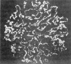 Ĥ����С������