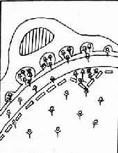 ��С������ѭ�����߸������������ʾ��ͼ