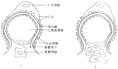 ������С��ëϸѪ�ܼ�ϵĤ��������С������ʾ��ͼ