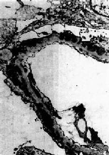 Ĥ����С������