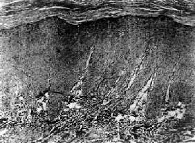 ������Ů��Ӫ������