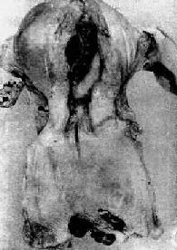 �ӹ���ëĤ��Ƥ<a href=