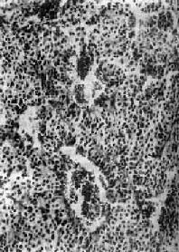 ������ɫϸ����<a href=