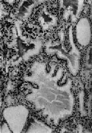 ���Լ�״����