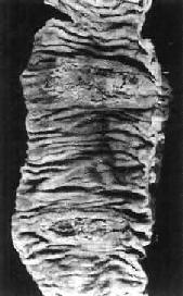 ����Գ�����