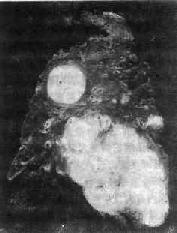 ��ëù����