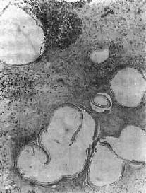 ����״�����ʲ�