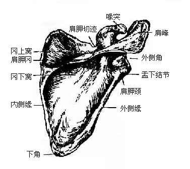 ���ιǣ����棩