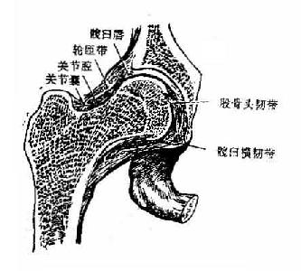 �Źؽڣ���״���棩
