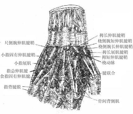 ������ṹ