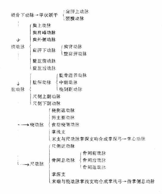 ��֫�Ķ���