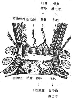 ��״�����µ��񾭡�Ѫ���䲼