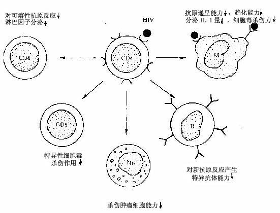 HIV�ַ�THϸ�������ߵ����ϰ�ʾ��ͼ