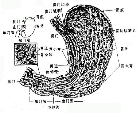 θ����̬���ֲ���ճĤ