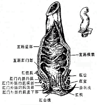 ֱ���͸ع�