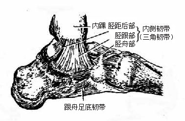 ��С�ȹؽ����ƹǼ�ؽڼ����ʹ����ڲ��棩