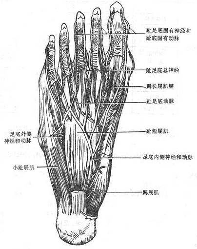 ��׵�һ�㼡��ֺ����