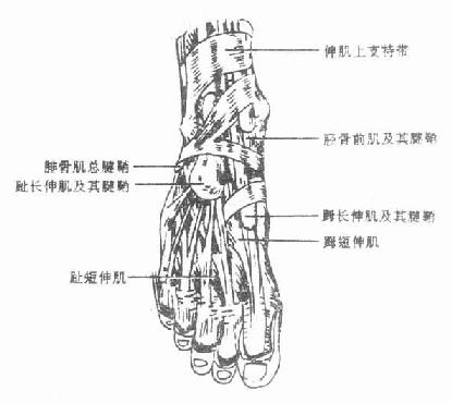 ��ǰ�����㱳