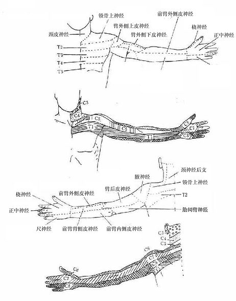 ��֫Ƥ�񾭷ֲ�����Ƥ���Ľڶ����񾭷ֲ�