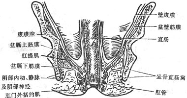 ��ǻ�󲿹�״�����ģʽͼ