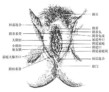 Ů������ֳ��