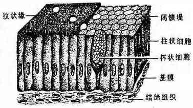 ������״��Ƥ